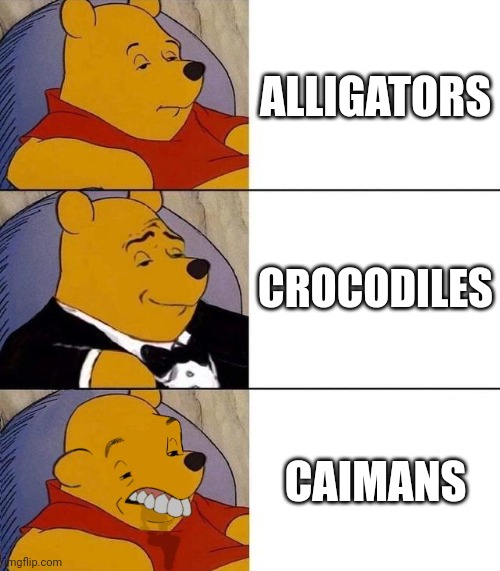 Crocodilia species comparison | ALLIGATORS; CROCODILES; CAIMANS | image tagged in best better blurst,memes,crocodile,alligator,meme,reptile | made w/ Imgflip meme maker