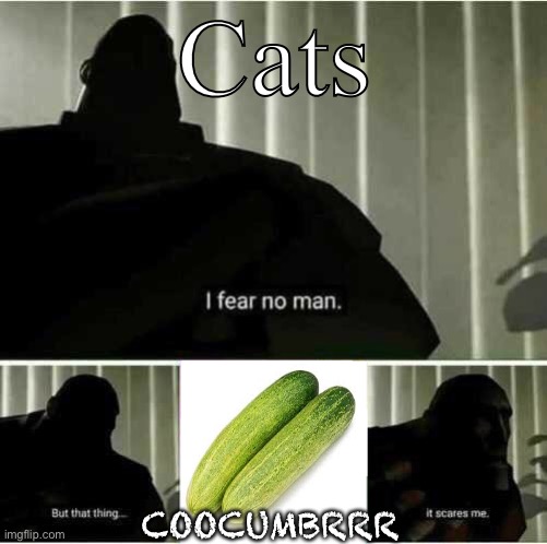 (yes i know how to spell cucumber but coocumbrrr is funnier) | Cats; COOCUMBRRR | image tagged in i fear no man,cats,memes,funny,gifs,kittens | made w/ Imgflip meme maker