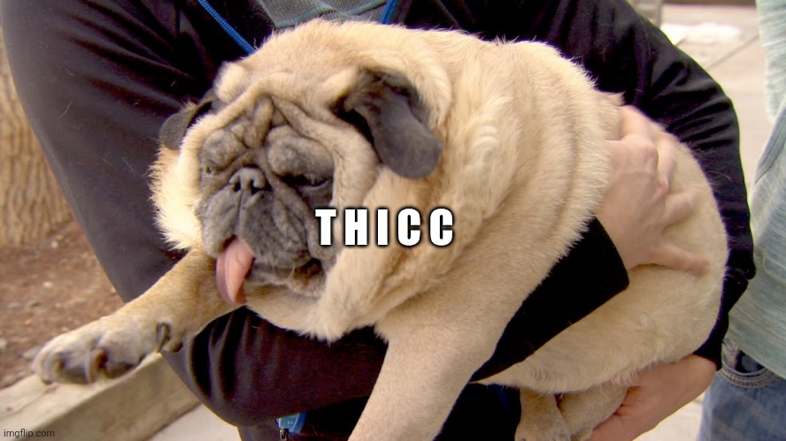 fat pug | T H I C C | image tagged in fat pug | made w/ Imgflip meme maker