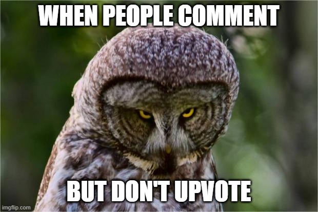 Seriously Bruh | WHEN PEOPLE COMMENT; BUT DON'T UPVOTE | image tagged in seriously owl | made w/ Imgflip meme maker