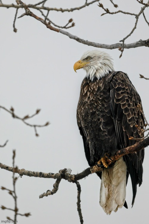 Bald Eagle | image tagged in bald eagle,birds,cool pictures | made w/ Imgflip meme maker