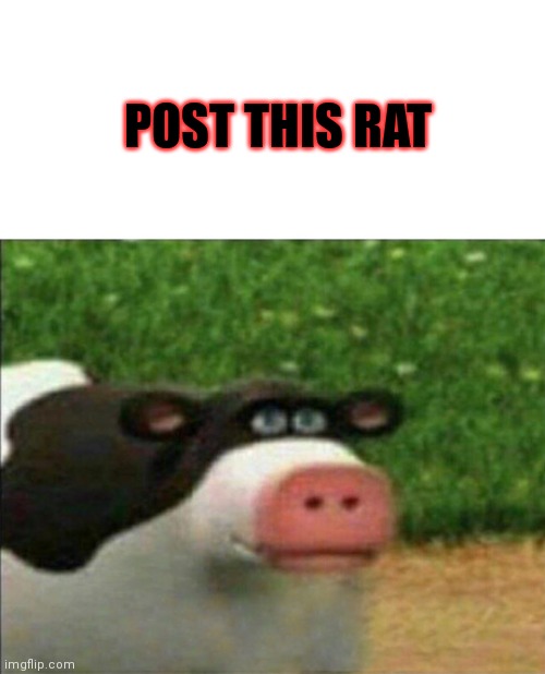 Perhaps cow | POST THIS RAT | image tagged in perhaps cow | made w/ Imgflip meme maker