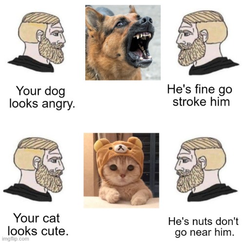hihi | image tagged in catz | made w/ Imgflip meme maker