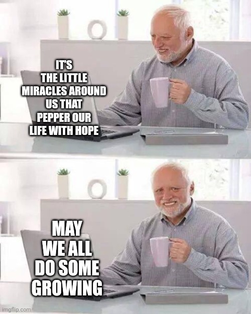 Plant A Tree | IT’S THE LITTLE MIRACLES AROUND US THAT PEPPER OUR LIFE WITH HOPE; MAY WE ALL DO SOME GROWING | image tagged in memes,hide the pain harold,tree,trees,happy little trees,give me the plant | made w/ Imgflip meme maker