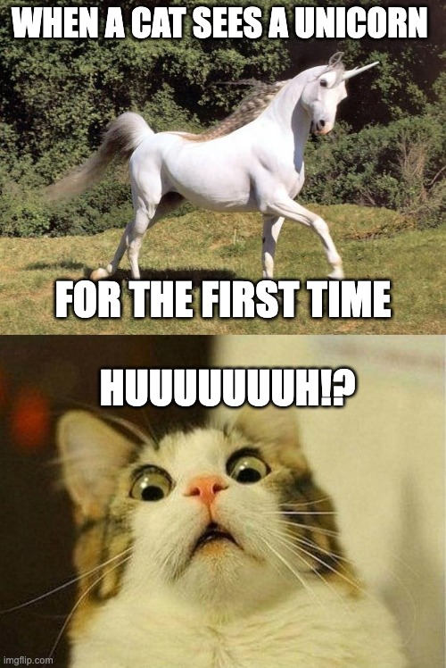 WHEN A CAT SEES A UNICORN; FOR THE FIRST TIME; HUUUUUUUH!? | image tagged in unicorns,memes,scared cat | made w/ Imgflip meme maker