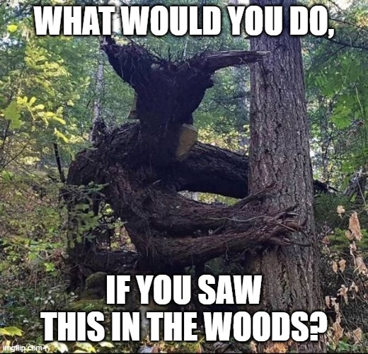 In the Woods | WHAT WOULD YOU DO, IF YOU SAW THIS IN THE WOODS? | image tagged in in the woods | made w/ Imgflip meme maker