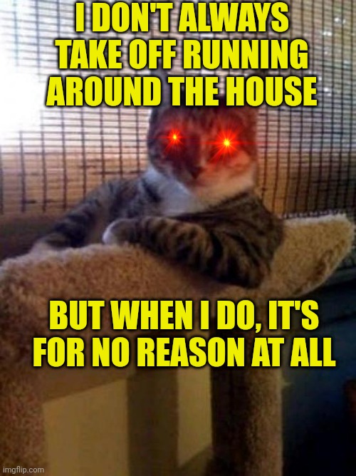The Most Interesting Cat In The World | I DON'T ALWAYS TAKE OFF RUNNING AROUND THE HOUSE; BUT WHEN I DO, IT'S FOR NO REASON AT ALL | image tagged in memes,the most interesting cat in the world | made w/ Imgflip meme maker
