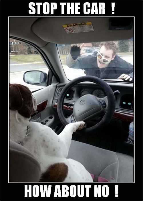 A Dog Out For A Drive ? | STOP THE CAR  ! HOW ABOUT NO  ! | image tagged in dogs,dog driving,stop,how about no | made w/ Imgflip meme maker