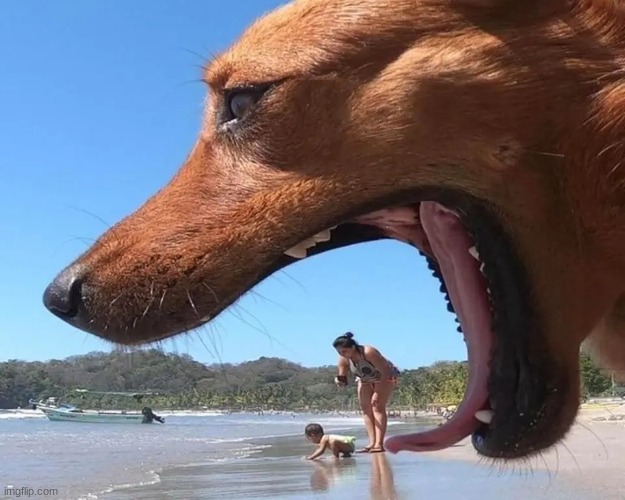 horror movie posters beach edition | image tagged in dog,beach | made w/ Imgflip meme maker