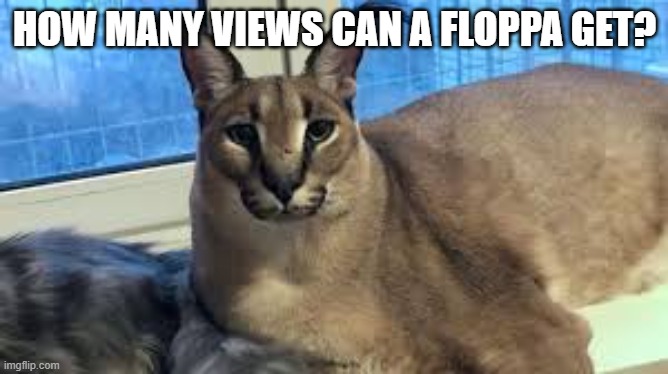 floppaaaaaaa | HOW MANY VIEWS CAN A FLOPPA GET? | image tagged in floppa | made w/ Imgflip meme maker