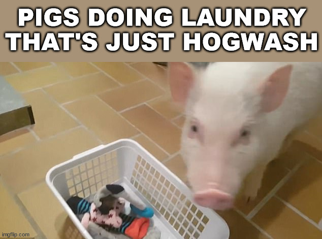 PIGS DOING LAUNDRY THAT'S JUST HOGWASH | image tagged in eye roll | made w/ Imgflip meme maker