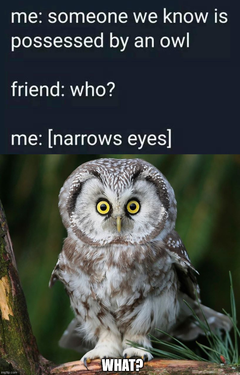 WHAT? | image tagged in owl,eye roll | made w/ Imgflip meme maker