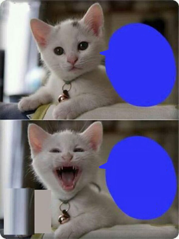 Gato Blank Template Imgflip