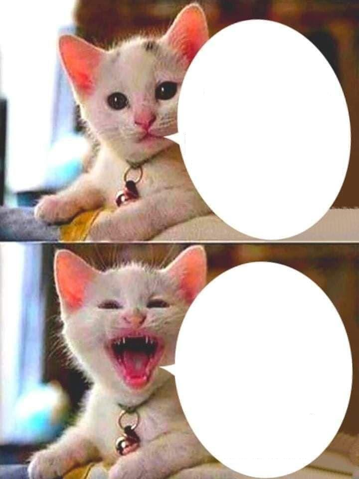 Gato meme Blank Meme Template