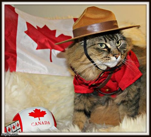 Oh Canada | image tagged in canada cat,cats,like maple syrup | made w/ Imgflip meme maker