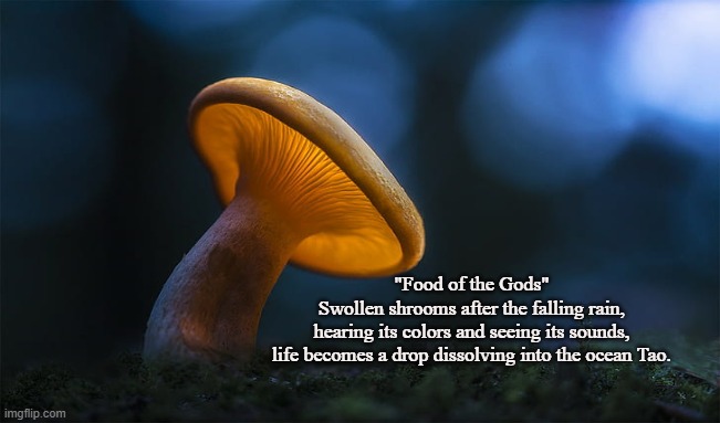 Psychedelic | "Food of the Gods"
Swollen shrooms after the falling rain,
hearing its colors and seeing its sounds,
life becomes a drop dissolving into the ocean Tao. | image tagged in shrooms,psychedelic,peyote,psilocybe cubensis,magic mushroom,tao | made w/ Imgflip meme maker