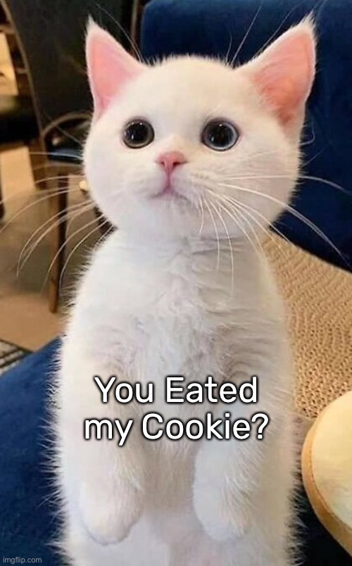Cute Kitten | You Eated my Cookie? | image tagged in cute,kitten,eat,cookie,cat | made w/ Imgflip meme maker