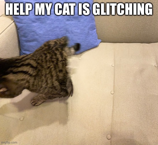 Cat pano shot | HELP MY CAT IS GLITCHING | image tagged in pano cat shot | made w/ Imgflip meme maker