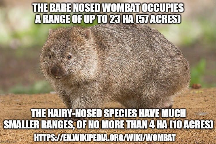  THE BARE NOSED WOMBAT OCCUPIES A RANGE OF UP TO 23 HA (57 ACRES); THE HAIRY-NOSED SPECIES HAVE MUCH SMALLER RANGES, OF NO MORE THAN 4 HA (10 ACRES); HTTPS://EN.WIKIPEDIA.ORG/WIKI/WOMBAT | image tagged in wombat | made w/ Imgflip meme maker