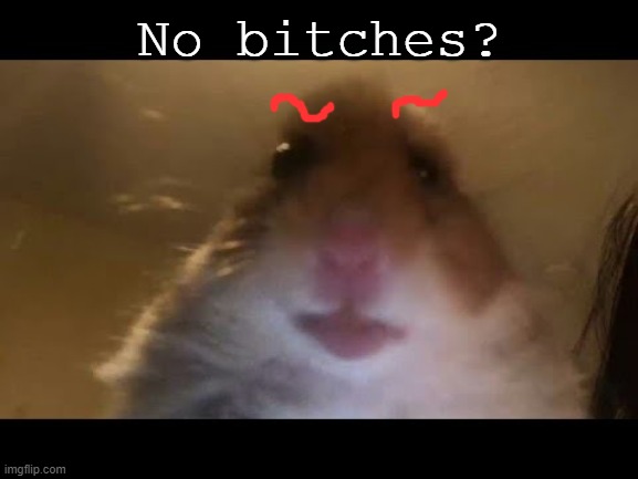 ? | No bitches? | image tagged in hamster looking at camera | made w/ Imgflip meme maker