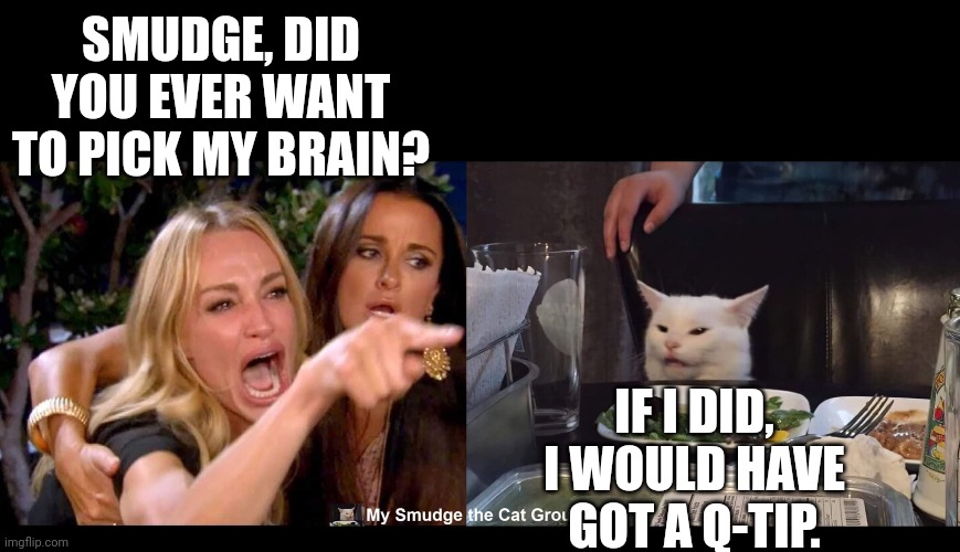 SMUDGE, DID YOU EVER WANT TO PICK MY BRAIN? IF I DID, I WOULD HAVE GOT A Q-TIP. | image tagged in smudge the cat | made w/ Imgflip meme maker