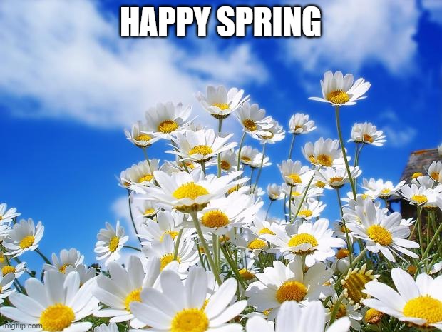 spring daisy flowers | HAPPY SPRING | image tagged in spring daisy flowers,memes,spring,president_joe_biden | made w/ Imgflip meme maker