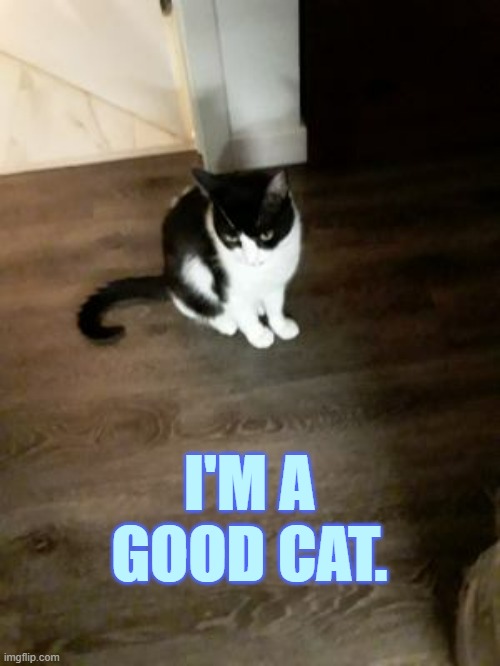 I'M A GOOD CAT. | made w/ Imgflip meme maker