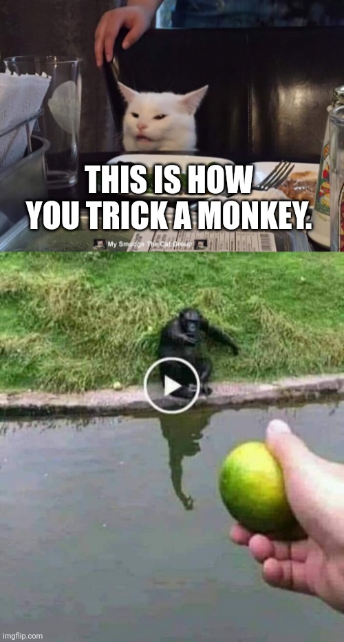  THIS IS HOW YOU TRICK A MONKEY. | image tagged in smudge the cat | made w/ Imgflip meme maker