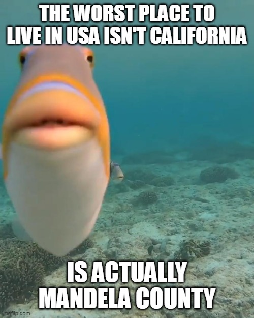 staring fish | THE WORST PLACE TO LIVE IN USA ISN'T CALIFORNIA; IS ACTUALLY MANDELA COUNTY | image tagged in staring fish | made w/ Imgflip meme maker