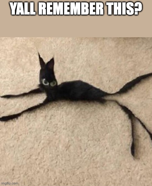 cAt | YALL REMEMBER THIS? | image tagged in string cat,memes,funny,cursed cat,cats | made w/ Imgflip meme maker