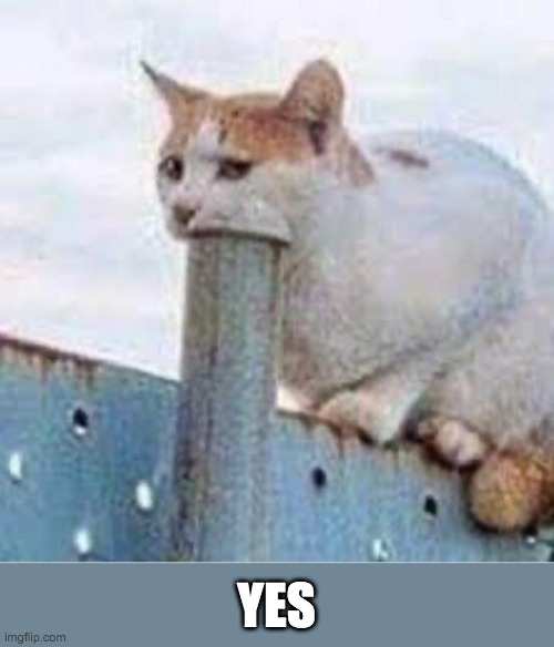 *suck* | YES | image tagged in cat suck,cats,memes,funny,cursed,pole | made w/ Imgflip meme maker