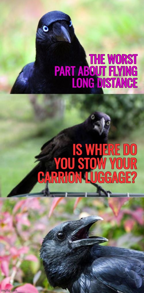 Bird brain teaser | THE WORST PART ABOUT FLYING LONG DISTANCE; IS WHERE DO YOU STOW YOUR CARRION LUGGAGE? | image tagged in bad pun crow,memes,flying,carrion,luggage | made w/ Imgflip meme maker