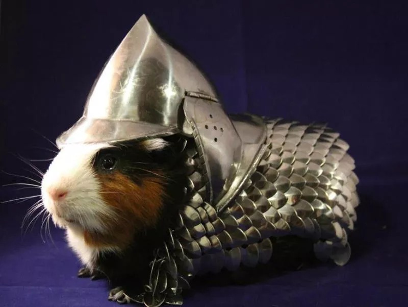 Guinea Pig Battle Armor Blank Meme Template