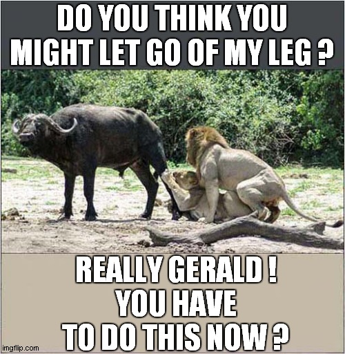 Typical Nature Documentary ! | DO YOU THINK YOU MIGHT LET GO OF MY LEG ? REALLY GERALD !
YOU HAVE TO DO THIS NOW ? | image tagged in beautiful nature,lions,buffalo,dark humour | made w/ Imgflip meme maker