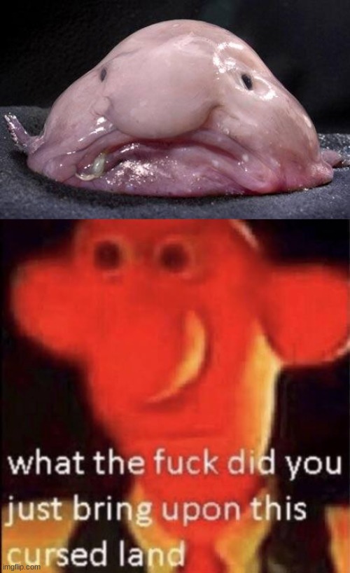 what is this thing | image tagged in blobfish,wallace cursed land | made w/ Imgflip meme maker