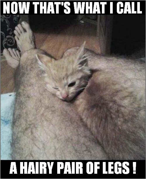 A Comfy Spot  (Until She Shaves) | NOW THAT'S WHAT I CALL; A HAIRY PAIR OF LEGS ! | image tagged in cats,now thats what i call,hairy legs | made w/ Imgflip meme maker