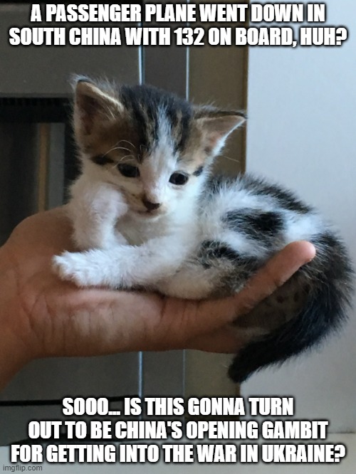 cynical-kitten | A PASSENGER PLANE WENT DOWN IN SOUTH CHINA WITH 132 ON BOARD, HUH? SOOO... IS THIS GONNA TURN OUT TO BE CHINA'S OPENING GAMBIT FOR GETTING INTO THE WAR IN UKRAINE? | image tagged in cynical-kitten | made w/ Imgflip meme maker