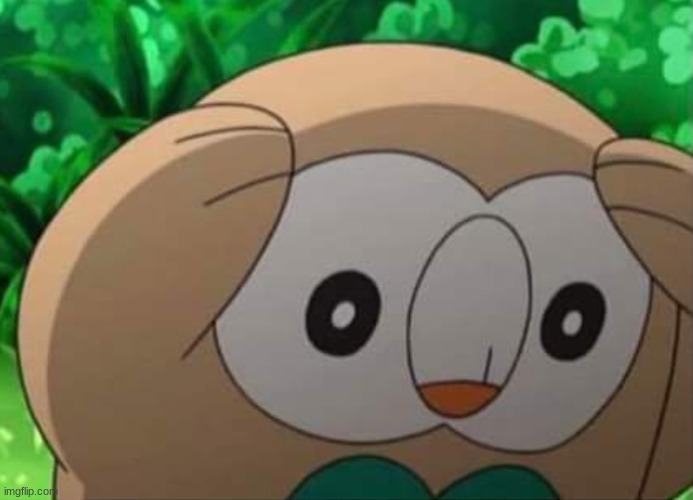 Distressed Rowlet | image tagged in distressed rowlet | made w/ Imgflip meme maker