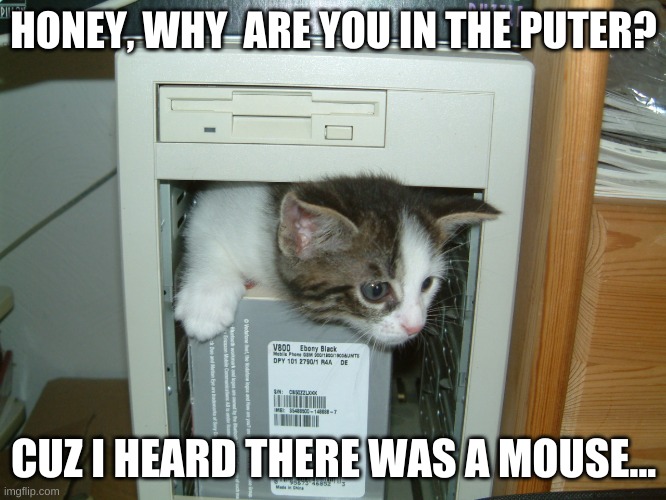 lolcat in ur puter | HONEY, WHY  ARE YOU IN THE PUTER? CUZ I HEARD THERE WAS A MOUSE... | image tagged in lolcat in ur puter | made w/ Imgflip meme maker