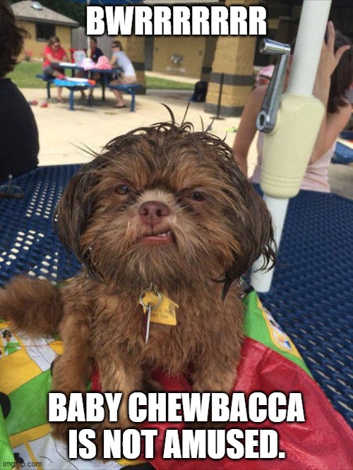 BWRRRRRRR; BABY CHEWBACCA IS NOT AMUSED. | image tagged in starwars | made w/ Imgflip meme maker