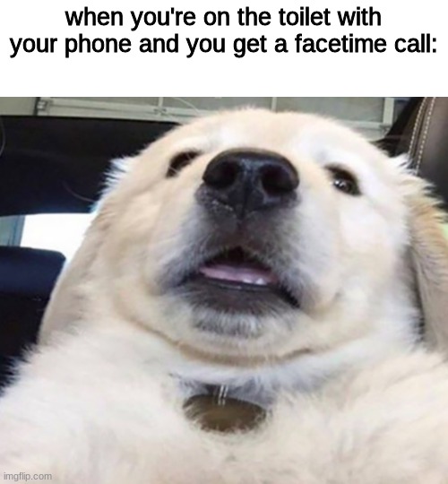 when you're on the toilet with your phone and you get a facetime call: | image tagged in dogs,funny dogs | made w/ Imgflip meme maker