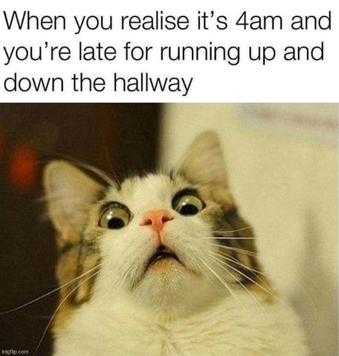 image tagged in memes,scared cat | made w/ Imgflip meme maker