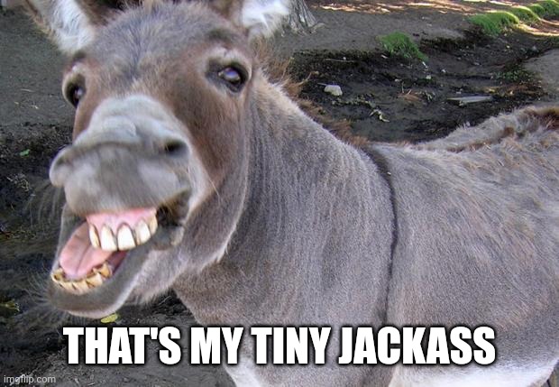 jackass | THAT'S MY TINY JACKASS | image tagged in jackass | made w/ Imgflip meme maker
