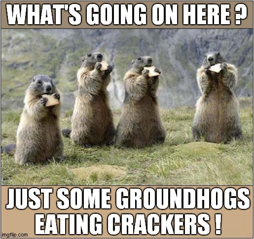 To Make You Smile |  WHAT'S GOING ON HERE ? JUST SOME GROUNDHOGS EATING CRACKERS ! | image tagged in fun,smile,groundhog,crackers | made w/ Imgflip meme maker