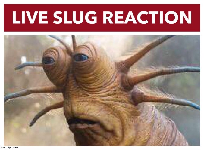 Live slug reaction | image tagged in live slug reaction | made w/ Imgflip meme maker