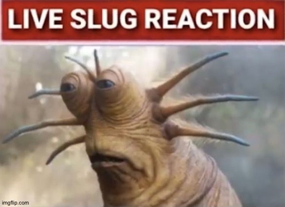 live slug reaction | image tagged in live slug reaction | made w/ Imgflip meme maker