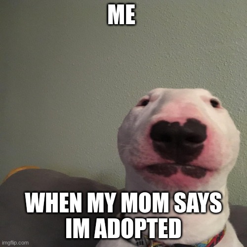 what da dog... | ME; WHEN MY MOM SAYS
IM ADOPTED | image tagged in what da dog | made w/ Imgflip meme maker