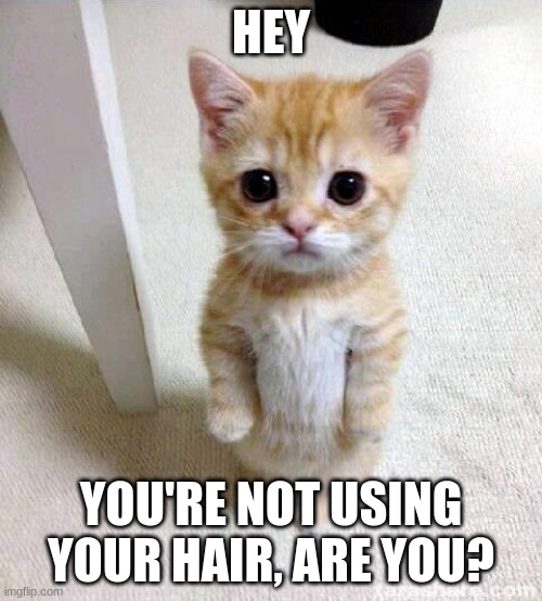 Cute Cat Meme | HEY; YOU'RE NOT USING YOUR HAIR, ARE YOU? | image tagged in memes,cute cat | made w/ Imgflip meme maker