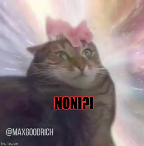 NONI CAT | NONI?! | image tagged in noni cat | made w/ Imgflip meme maker