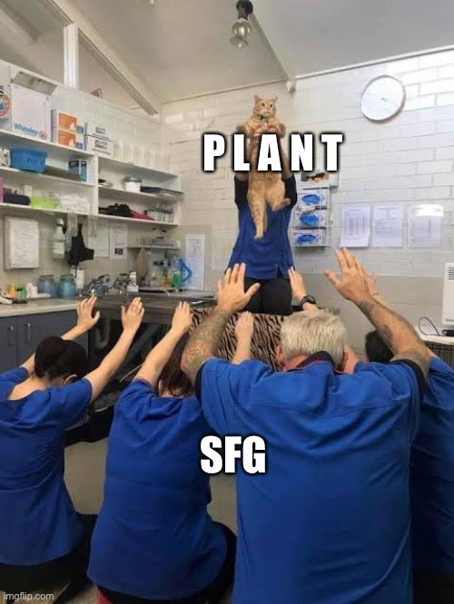 We need more cat memes | P L A N T; SFG | image tagged in people worshipping the cat | made w/ Imgflip meme maker